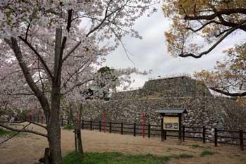 天守台の手前で咲き誇る桜の写真