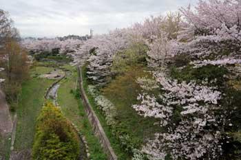 広大な公園に咲く桜の写真