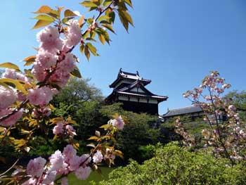 追手向櫓の手前で咲く八重桜の写真