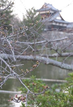 追手向櫓の手前で咲き出したソメイヨシノの写真