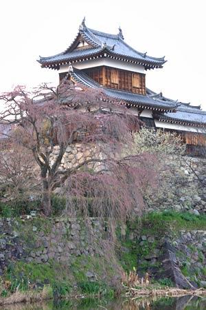 東隅櫓の手前で咲き出した枝垂れ桜の写真