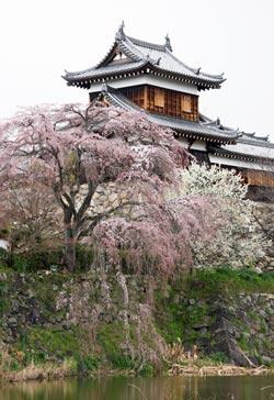 東隅の手前で咲いている枝垂れ桜の写真