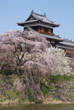 東隅櫓の手前で満開となっている枝垂れ桜の写真