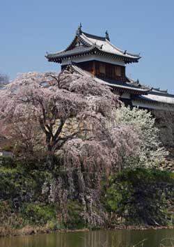 東隅櫓を背景に咲き誇る枝垂れ桜の写真