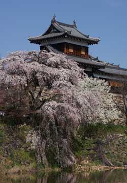 東隅櫓の手前で咲いている枝垂れ桜の写真