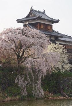 東隅櫓附近の枝垂れ桜の写真