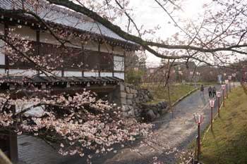 追手門附近に咲くソメイヨシノの写真