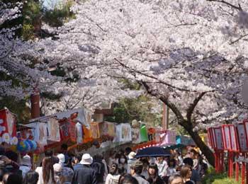 桜の下に人々が集っている写真