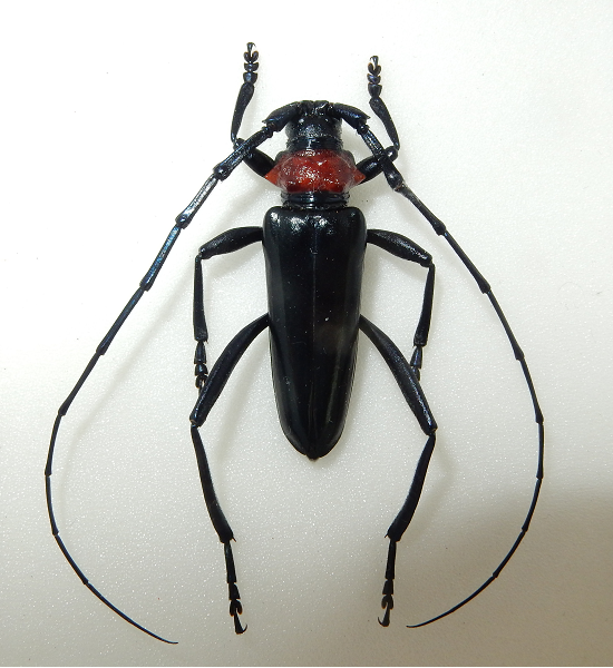 クビアカツヤカミキリの成虫