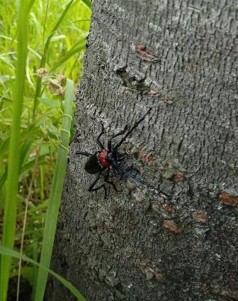 木にとまるクビアカツヤカミキリ