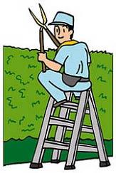 脚立の上に座り、刈り込みばさみを使って剪定している男性のイラスト