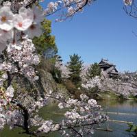 毘沙門郭付近より撮影された、桜の花と内堀、および追手向櫓の写真