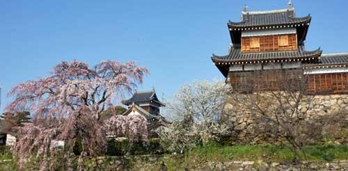 大和郡山城跡東側より撮影された、追手東隅櫓と開花期を迎えた桜の写真。桜の木の奥には追手向櫓も確認できる