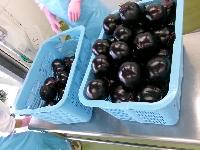 丸なすの納品
