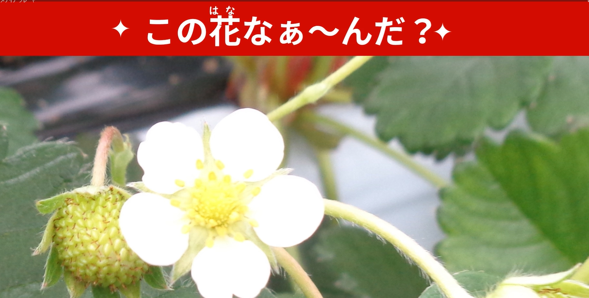 douga2
