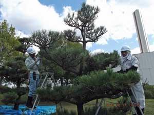 シルバー会員2名が梯子に乗って木の剪定をしている写真