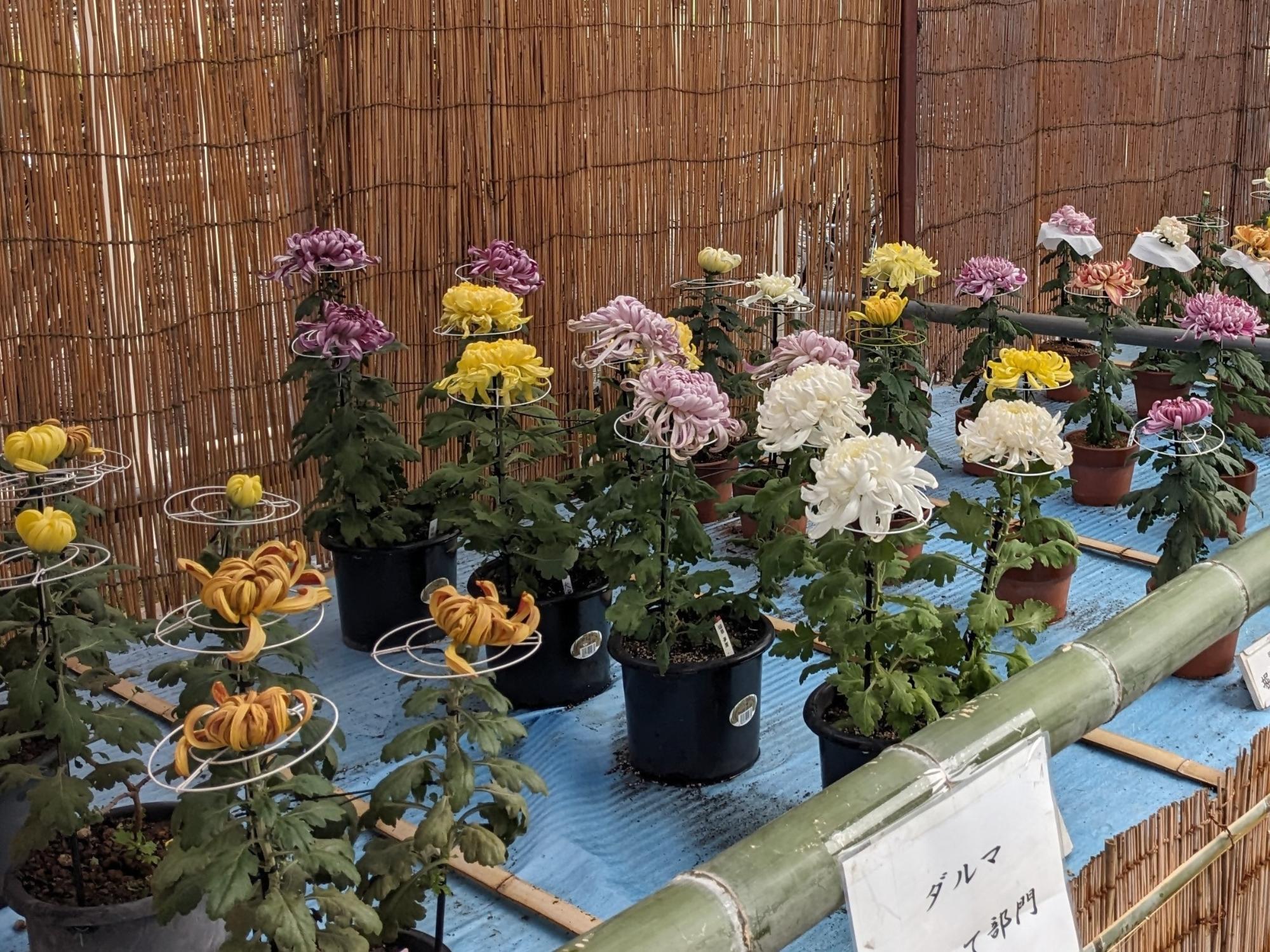 菊花作品展1